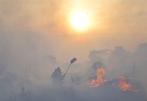Brigada Voluntária Lobo Guará