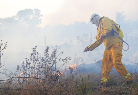 Brigada Voluntária Lobo Guará