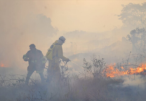 Brigada Voluntária Lobo Guará