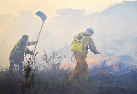 Brigada Voluntária Lobo Guará