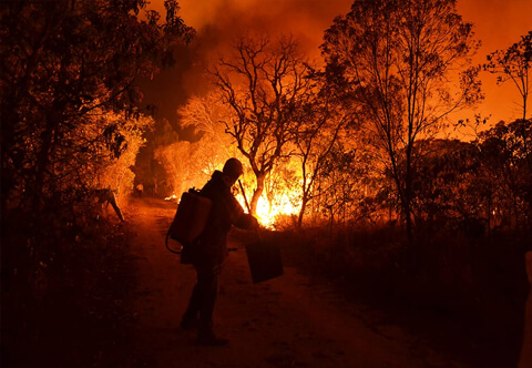 Brigada Voluntária Lobo Guará