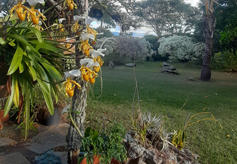 Cachaça Jorge da Serra