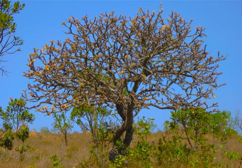 Arvore do Cerrado