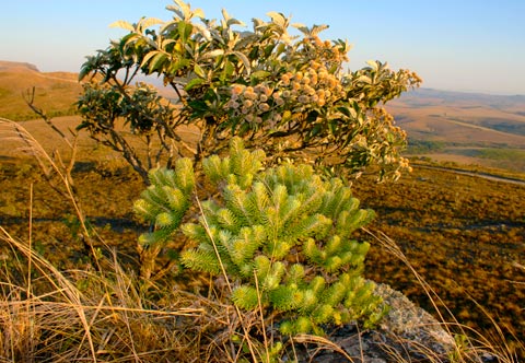 Arnica e Candeia
