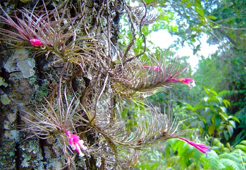 Orquídea do Cerrado