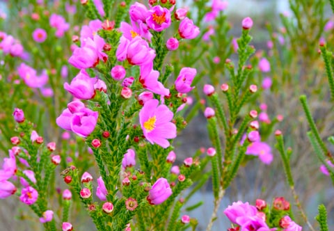 Flor do Cerrado