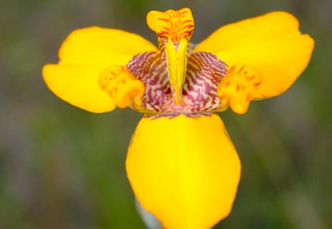 Orquídea do Cerrado
