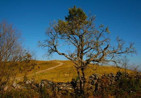 Estrada Real