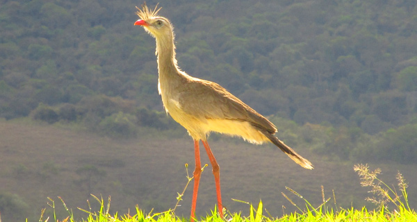 Fauna