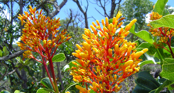 Flora 