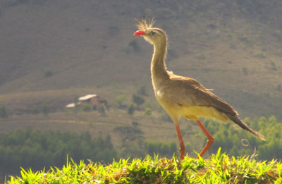 Siriema